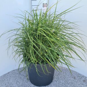 Miscanthus sinensis Strictus Dwarf P40
(1 Plants/Order)(40cmP 60cmH)
