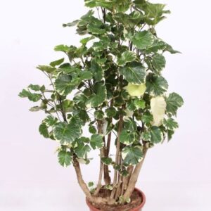 Polyscias Balfourii balfouriana
(1 Plants/Order)(27cmP 110cmH)