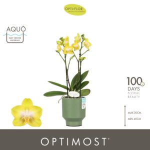 Phalaenopsis Arezzo Optimost Arezzo 2 spike in Emilia Green Aquo
(6 Plants/Order)(12cmP 45cmH)