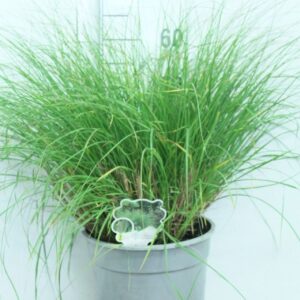 Pennisetum alopecuroides Hameln P29 silver Pot
(1 Plants/Order)(29cmP 70cmH)