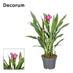 Curcuma Siam Splash Curcuma Siam Splash 17cm Decorum
(1 Plants/Order)(17cmP 60cmH)