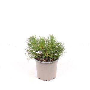 Pinus mugo subsp. mugo mughus
(8 Plants/Order)(13cmP 15cmH)