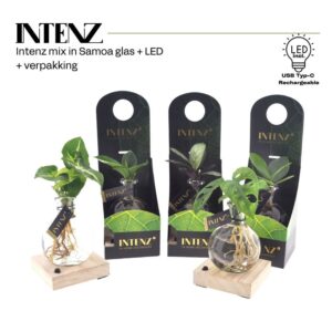 Indoor plants mix in Samoa Glas LED verpakking-levertijd 24u
(15 Plants/Order)(7cmP 15cmH)