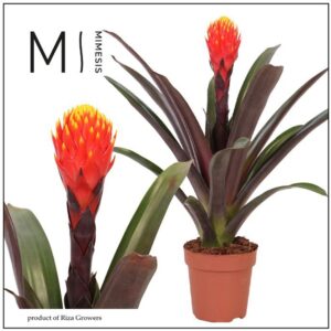 Guzmania Tala Rockyflower 12cm Mimesis
(10 Plants/Order)(12cmP 43cmH)