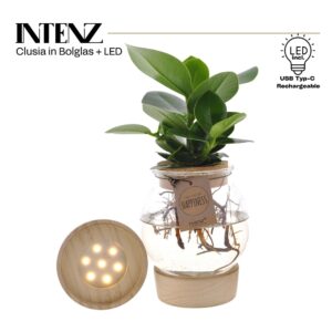 Clusia rosea Princess in Bolglas Klikkurk LED levertijd: 24 uur
(3 Plants/Order)(12cmP 30cmH)