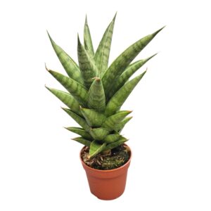 Sansevieria bacularis Helios
(10 Plants/Order)(7cmP 15cmH)