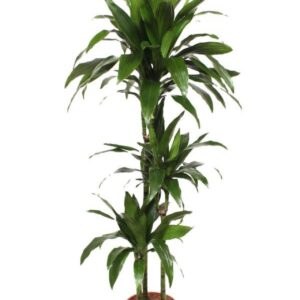 Dracaena Janet Craig 90-60-30
(1 Plants/Order)(24cmP 170cmH)