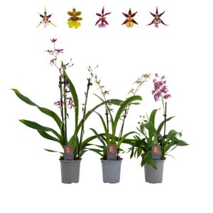 Oncidium Inca 2-3 spike 9cm
(9 Plants/Order)(9cmP 35cmH)