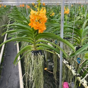 Vanda Vanda Princess Orange Medium
(6 Plants/Order)(13cmP 40cmH)