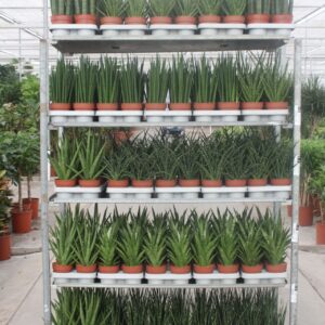 Sansevieria Cylindrica "Luxe mixkar ""Rough Tough"""
(1 Plants/Order)(12cmP 40cmH)