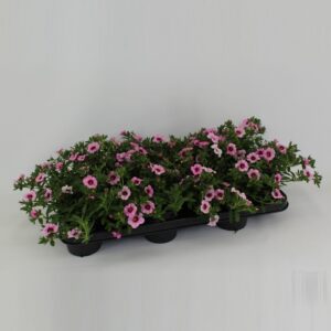Calibrachoa Mini.Pink + Red Eye CaliBrachoa Minifamous Neo Pink + Red Eye
(12 Plants/Order)(10.5cmP 20cmH)