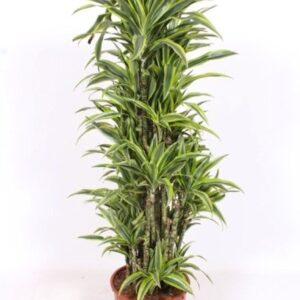 Dracaena Lemon Lime
(1 Plants/Order)(34cmP 180cmH)