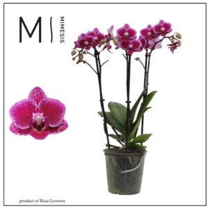 Phalaenopsis Hornglin Vicky 3 spike 12cm Mimesis
(10 Plants/Order)(12cmP 50cmH)