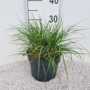Pennisetum alopecuroides Hameln Pennisetum Alo. Hameln P19
(1 Plants/Order)(19cmP 30cmH)