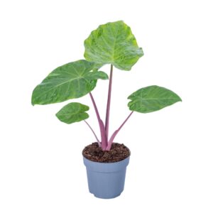 Alocasia Alocasia Imperial Red 17cm
(6 Plants/Order)(17cmP 65cmH)