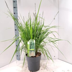 Molinia arundinacea Skyracer'
(1 Plants/Order)(23cmP 85cmH)
