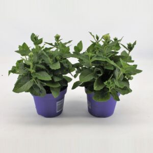 Platycodon grandiflorus Astra Blue
(12 Plants/Order)(12cmP 22cmH)