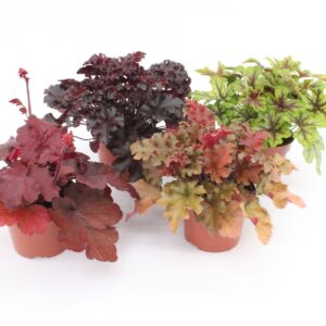 Heuchera mix Layer
(8 Plants/Order)(13cmP 25cmH)
