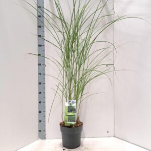 Miscanthus sinensis Gracillimus
(1 Plants/Order)(23cmP 135cmH)