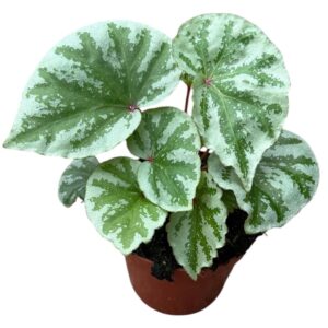 Begonia Temuyuk Silver
(14 Plants/Order)(8cmP 12cmH)
