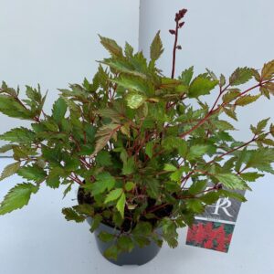 Astilbe red
(1 Plants/Order)(17cmP 30cmH)
