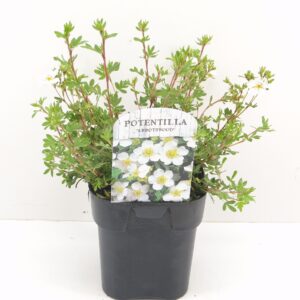 Potentilla fruticosa Abbotswood
(6 Plants/Order)(17cmP 25cmH)