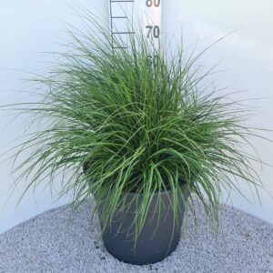 Pennisetum alopecuroides Hameln
(1 Plants/Order)(40cmP 50cmH)