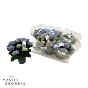 Hydrangea Magical Revolution Hydrangea macr. Magical Revolution 12 cm blue 5-6 Flower
(6 Plants/Order)(12cmP 30cmH)