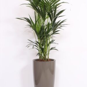 Howea forsteriana "in Santorini Pot ""taupe"""
(1 Plants/Order)(40cmP 200cmH)