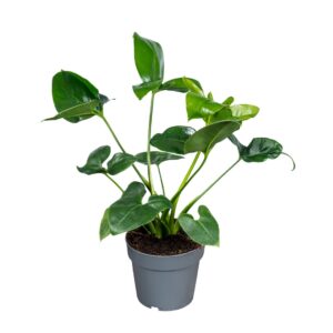 Philodendron Fun Bun Philodendron Fun Bun 14cm
(8 Plants/Order)(14cmP 45cmH)