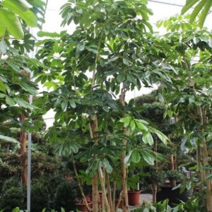 Schefflera Amate actinophylla
(1 Plants/Order)(96cmP 500cmH)