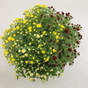 Chrysanthemum Indicum Jasoda R&R Geel, Wit, red Pot 19 cm
(1 Plants/Order)(19cmP 40cmH)