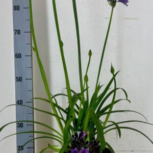Agapanthus (Funnel Grp) Poppin Purp P22 Agapanthus africanus Poppin Purple
(1 Plants/Order)(22cmP 90cmH)