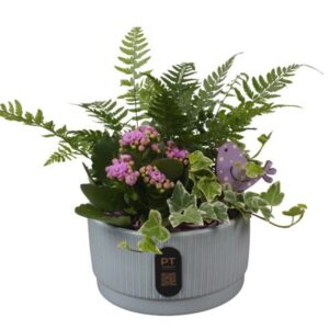 Arrangement kamer PTIB5114 Indoor in Ceramics schaal
(6 Plants/Order)(16cmP 19cmH)