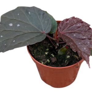 Begonia Black Bat
(14 Plants/Order)(8cmP 12cmH)