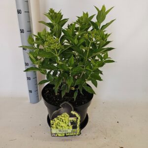 Hydrangea paniculata Mojito
(1 Plants/Order)(29cmP 80cmH)