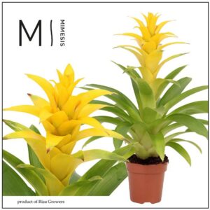 Guzmania Diana 12cm Mimesis
(10 Plants/Order)(12cmP 42cmH)