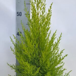 Cupressus Goldcrest Wilma Piramide 17cm in tray
(6 Plants/Order)(17cmP 70cmH)