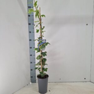 Hedera Glacier hel. gestokt
(1 Plants/Order)(14cmP 100cmH)