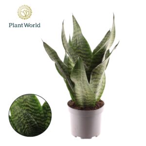 Sansevieria trifasciata ‘Larenzi’
(6 Plants/Order)(17cmP 50cmH)