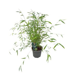 Fargesia angustissima One Boo™ Silkleaf P14
(8 Plants/Order)(14cmP 40cmH)