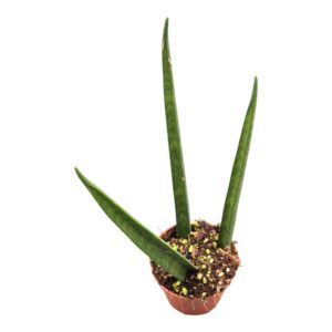 Sansevieria bacularis Fernwood
(5 Plants/Order)(7cmP 15cmH)