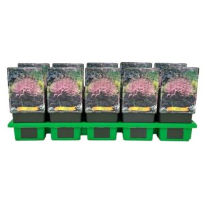 Astilbe Flamingo'® P11
(10 Plants/Order)(11cmP 25cmH)