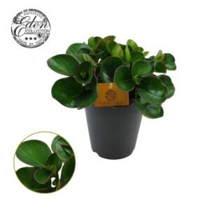 Peperomia Burning Bush 15cm
(6 Plants/Order)(15cmP 25cmH)