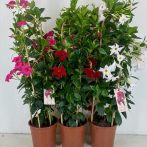 Mandevilla Sundaville p22 duoboog mix
(1 Plants/Order)(22cmP 90cmH)