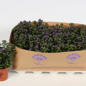 Aster Showmakers Blue Bayou
(15 Plants/Order)(10.5cmP 22cmH)
