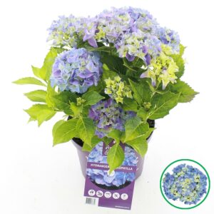 Hydrangea macrophylla other Forever Ever® blue C5 (23cm.) Kn.
(1 Plants/Order)(23cmP 45cmH)
