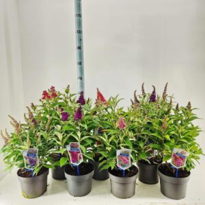 Buddleja Butterfly Candy mixed d. P19 (minimum order one layer)
(1 Plants/Order)(19cmP 45cmH)