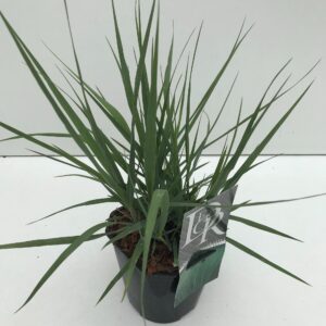 Panicum virgatum Prairy Sky'
(6 Plants/Order)(17cmP 30cmH)