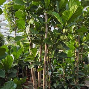 Ficus lyrata
(1 Plants/Order)(70cmP 400cmH)